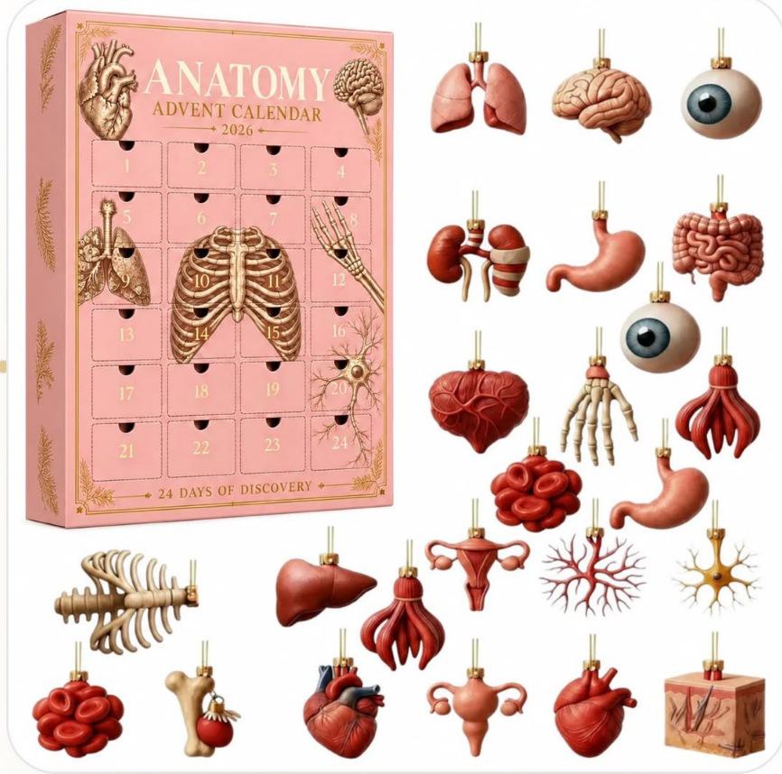 2026 Human Anatomy Christmas Advent Calendar Blind Box 24 Organ Pendants Interesting Blind Box for Medical Enthusiasts