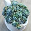 Mini Sempervivum Succulent Cluster: Indoor Radiation Protection Green Plant with Pot & Soil
