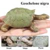 Oenux Reptile Animals Star Turtle Tortoise Geochelone Model Figurines Action Figures PVC Ornament Education Kid Toy Gift
