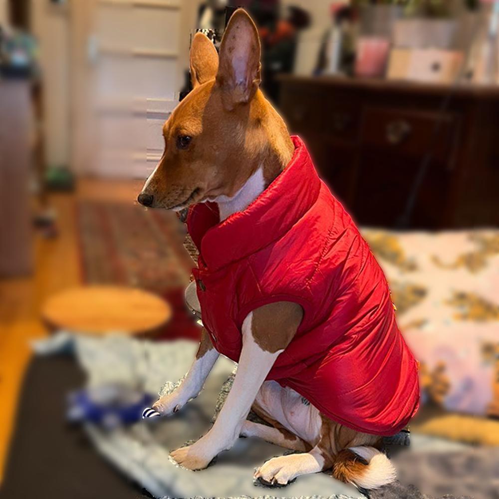 Cappotto per cani impermeabile per animali domestici Autunno