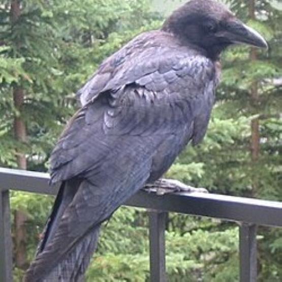 Vintage Retro Viking Warrior Raven Bird Pendant Necklace Chain Unisex Men Women Fashion Gothic Amulet Talisman Jewelry Party Gift