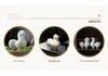 Little Tang Horse Ceramic Tea Pet Ornament - Zodiac Personality Tea Set Accessory for Decoration