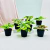 Mini Fake Plant Pot With Silk And Plastic Materials For Office Desk And Bedroom