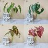 Realistic Artificial Plant Wall Decor For Wedding Background Home Gift Styling