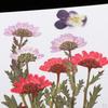 25 Dried Flowers Leaves for Nails Handmade Resin Jewelry Making Materials