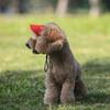 Stylish Dog Cap 4 Size Available Breathable Design Pet Sun Hat For Daily Walks And Play Beach