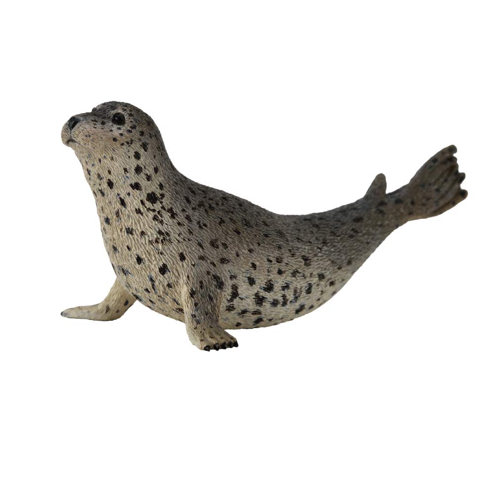 Collcta harbor seal