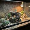 Sturdy Artificial Rock Cave Resin Tortoise Climbing Platform Shelter Cave  Pet Products