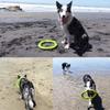 LaRoo Dog Dental Hračky pro velké psy Kulatý frisbee Odbourávání stresu pro psy Inteligence domácích mazlíčků Plovoucí tréninková hračka, Odolná, Trénink, Hračka. (30CM zelená)