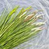 Artificial Green Plant 7head Dogtail Grass For Home Garden Decor And Event Photography