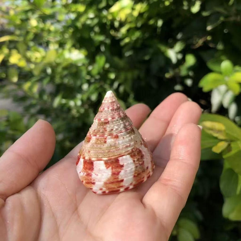 Natural Conch Seashells for Hermit Crabs - Free Shipping, Aquarium Decorations, Water Hardness Regulator