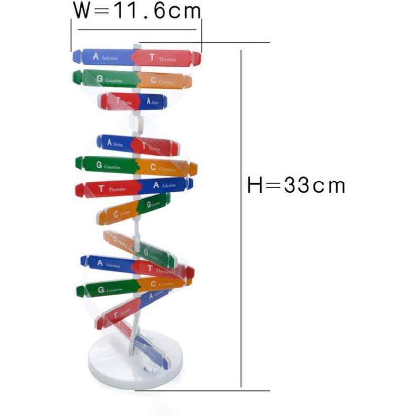 DNA Kit Self Double Helix Model kit Assembling DNA Display Stand Double Helix Model Human Genes Learning Toy Biological Teaching DNA Helix Model Aid