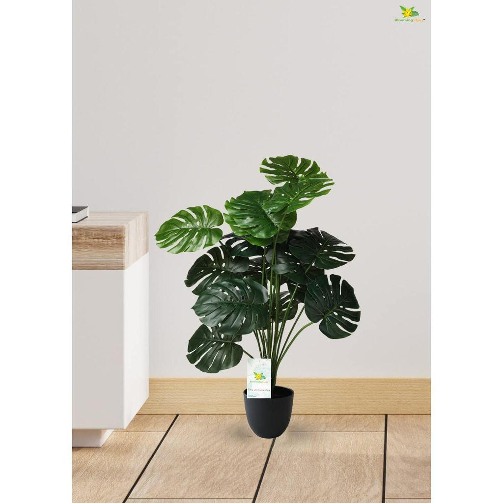 18 Green Leaves | Big Ornamental Plant for Interior Decor/Home Decor/Office Decor | 63.5 Cm Tall Natural Looking Plant