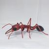 Original Bandai Simulation Insect Realistic Wasp Myrmecia Bulldog Ant Premium Lifelike Collect Model Toys Gifts