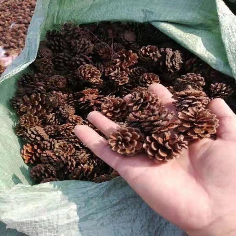 2023 Pine Cone & Dried Flowers for Christmas DIY: Ponderosa, Loblolly, Spruce