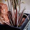 Agave Garden Decorations for Outdoor Yard Stake Hand Painted Tequila Sculpture