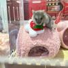 Cute Hamster Cake Nest Warm Bird Hiding House Chinchilla Shelter Plush Hamster Cage  Autumn Winter