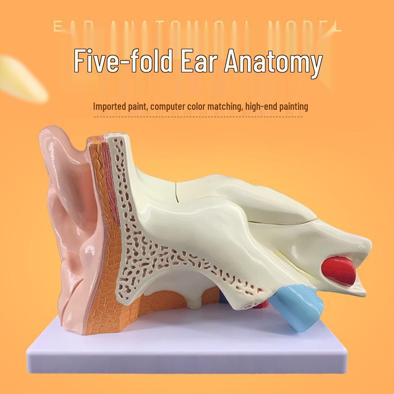 5x Human Ear Anatomy Model: Inner Ear Structure & Auditory System Display for ENT