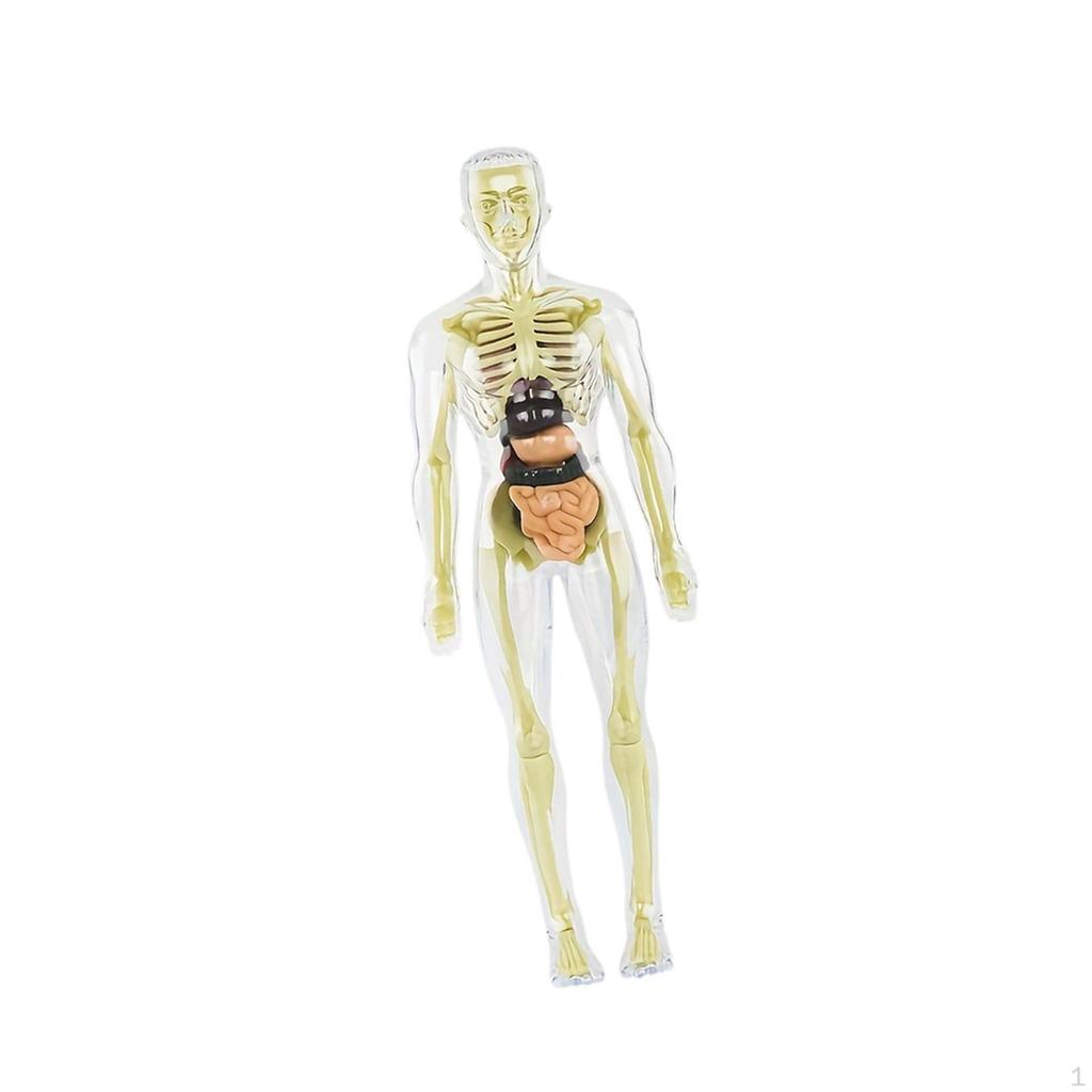 19 Pieces Clear Human Body Structure Model Torsol Toy Detailed Skeleton for