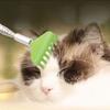 Retrattile per Animali Domestici Solletico Portatile Artifatto per Graffiare Cane Gatto Interattivo Giocattolo Solleticare Accarezzare Gatti Interattivo