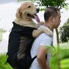 Haustier Hundetransportrucksack, Atmungsaktiver Netz-Vorderrucksack für Wandern, Fahrrad, Motorrad, Leichte Outdoor-Reise-Haustiertasche