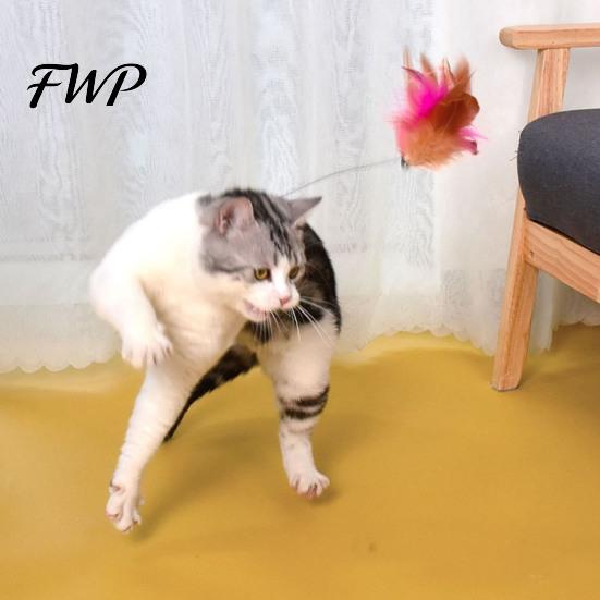 Cat Teaser Wand Collar Feather Toy Interactive Hands Free with Feathers Bell Adjustable for Indoor Kitty Solo Play