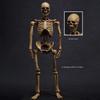 HiPlay 101TOYS 1/12 Scale Skeleton Frame Body NO.ES002 Original Color Version Body Figure Super Articulated