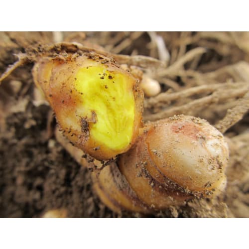 Established 30 Years Ago, Yakushima Spring Turmeric Powder 500g (Approx. 5-month Supply)