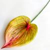 Plants Anthurium Simulated Wedding Hotel Restaurant Decoration Desktop Ornament