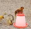 Automatic Chicken Feeder Portable Plastic Containers for Outdoor Poultry Food Troughs Easy Clean Feeding Dish for Chickens Ducks