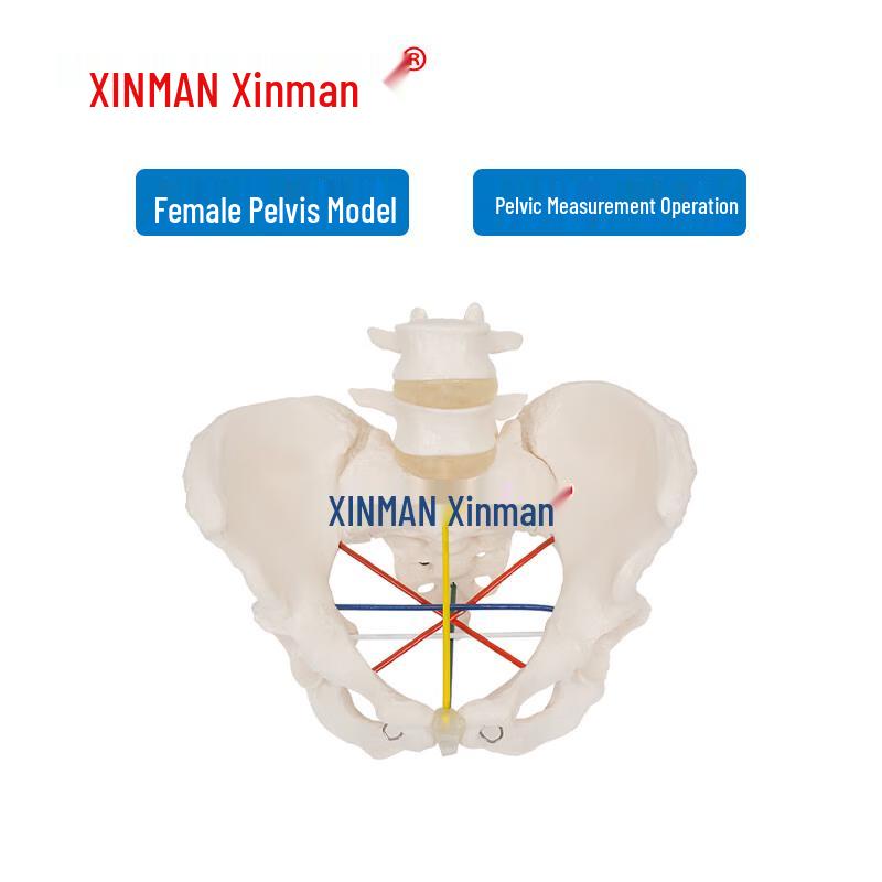 XINMAN Female Pelvis Measurement Teaching Model