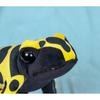 Takeoff Plush Toy Kiwi Poison Dart Frog 30cm