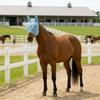 Breathable Mesh Horse Fly Mask Sunshade Horse Hood Horse Equipment Horse Mask Head Protection