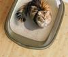 Large Semi-Enclosed Anti-Splash Cat Litter Box with Thickened Corridor Design