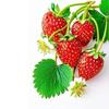 Strawberry Pattern Waterproof Kitchen & Dining Room Sticker - Self-Adhesive for Refrigerator, Glass Door, or Window