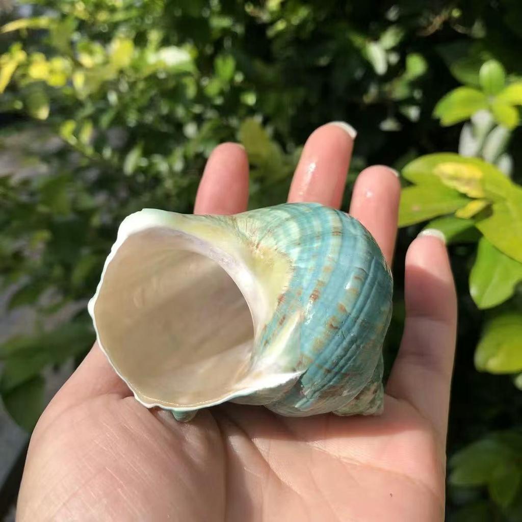 Natural Conch Seashells for Hermit Crabs - Free Shipping, Aquarium Decorations, Water Hardness Regulator