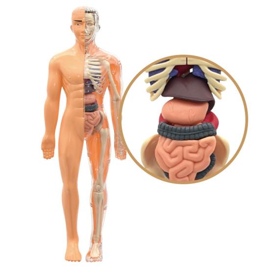 Clear Human Body Structure Model Kit 28-Piece Removable Anatomy Figure 3D Assembly Set DIY Human Torso Organ Model for Education And Demonstration