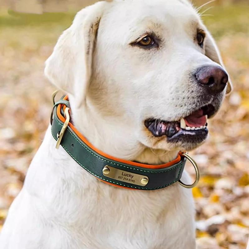 Personalized Custom Dog Collar with Engraved Lettering and Anti Loss Leather Collar