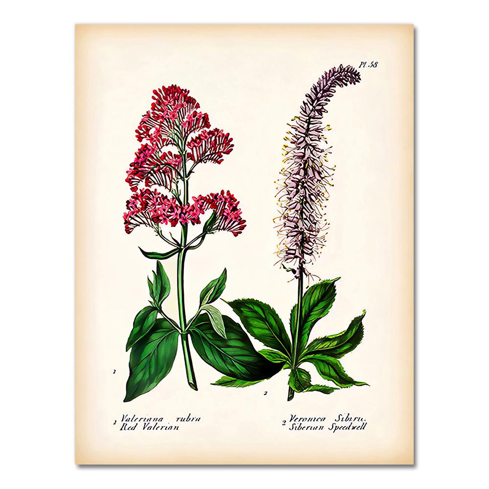 Antique Botanical Canvas Art Posters and Prints , Vintage Botanical Wall Art Painting Pictures for Living Room Home Decor