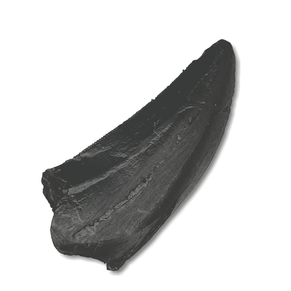 Tokyo Science Tyrannosaurus Rex Tooth Replica