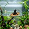 Fish Tank Decoration Cute Kitten Fishing Resin Statue Aquarium Decoration For Garden Pond Home Office Landscaping Outdoor
