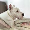 Individualistic Zinc Zinc Alloy Durable with  Dogs Chains Dogs Necklace Cat Collar Pet Accessories