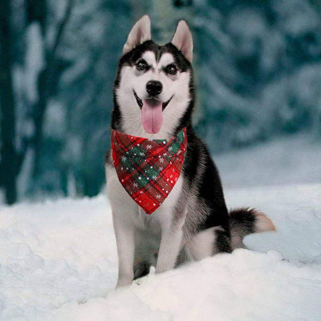 dog holiday scarf