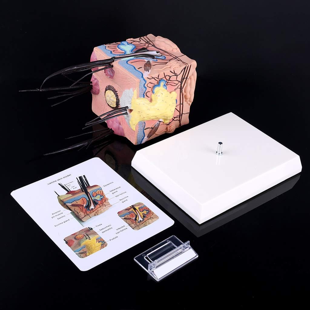 Dog Skin Model Sick Dog Canine Skin Anatomical Model Veterinary Vet Anatomy Display Teaching, 10x10cm
