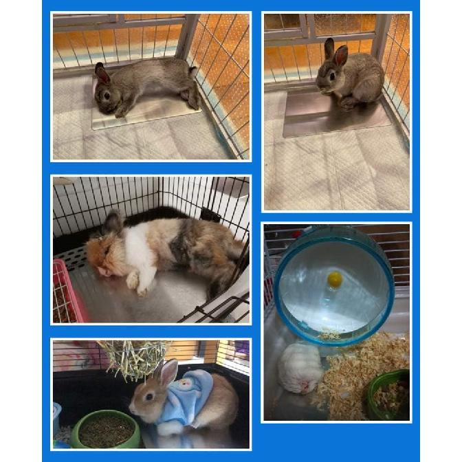 Comtim Rabbits Cooling Mat, Self Cooling Mat Pad for Hamster Guinea Pig Chinchilla Bunny Kitten Cat and Other Small Animals, Pet Cool Plate Ice Bed,