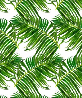 Tropical Palm Leaf Wallpaper Peel and Stick Wallpaper Self Adhesive Wallpaper Palm Leaf Contact Paper Jungle Wallpaper