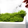 30/100G Artificial Green Moss DIY Crafts Indoor Plants Fairy Gardens Table Centerpieces Fish Tanks Microlandscape Decorative Fake Moss