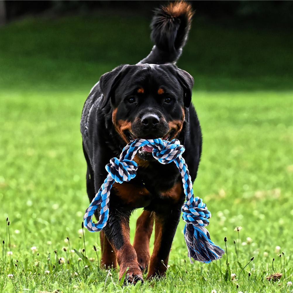 Fjærstang Hundetauleke Hundetauleke Utendørs Hengende Treningstau For Kjæledyr