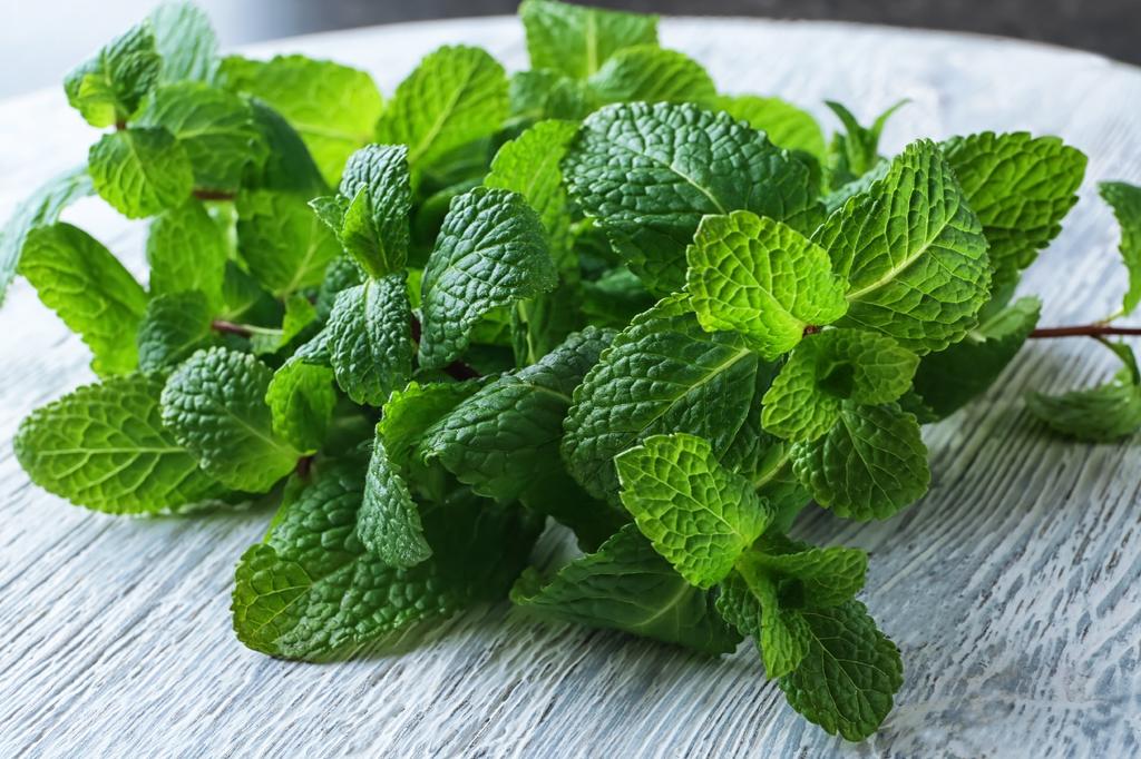 SAFLAX Garden In the Bag - Organic - Lemon Balm - 1000 Seeds - With Substrate In a Fitting Stand Up Bag - Melissa Officinalis