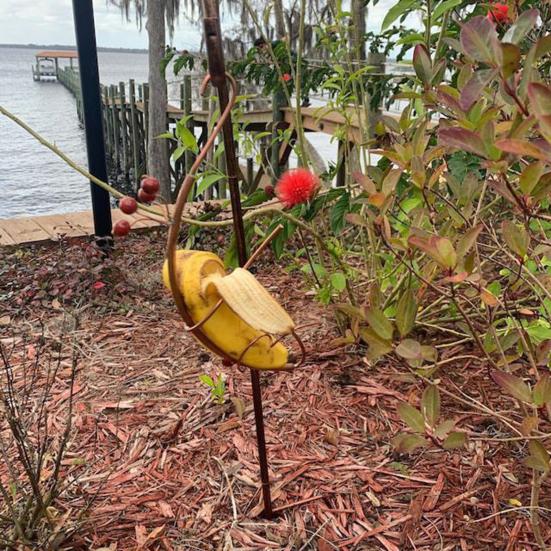 Banana Hanger for Butterflies Outdoor Banana Hammock Butterfly Feeder Metal Banana Holder for Attracting Butterflies